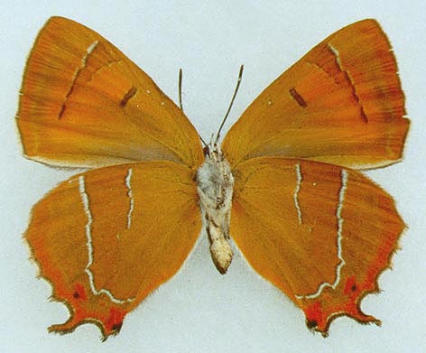 Thecla betulae daurica, holotype, color image