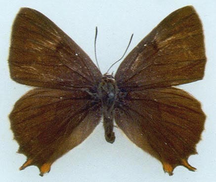 Thecla betulae daurica, color image