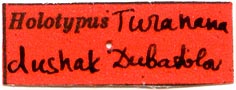 Holotype label, color image