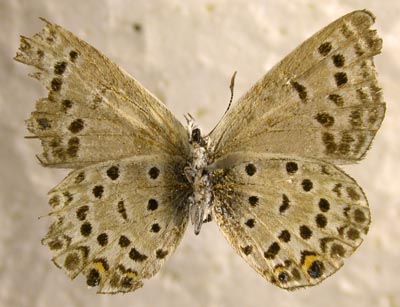 Vacciniina rosei, color image