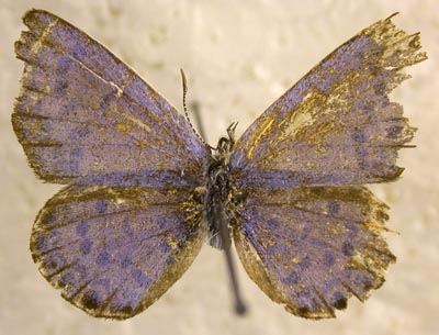 Vacciniina rosei, color image