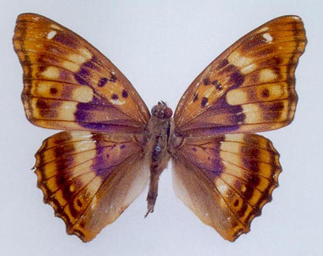 Apatura hybrid, color image