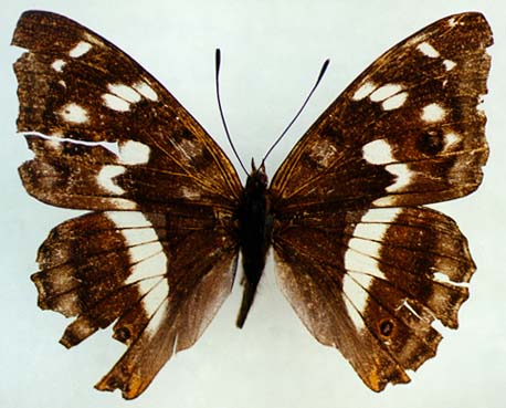 Apatura iris amurensis, female, color image