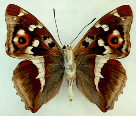 Apatura iris amurensis, male, color image