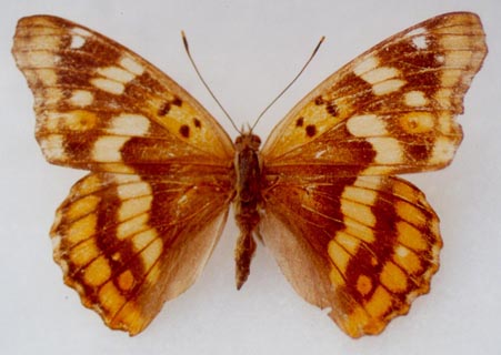 Apatura metis irtyshika, female, color image