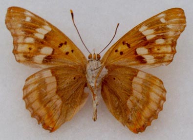 Apatura metis irtyshika, holotype, color image