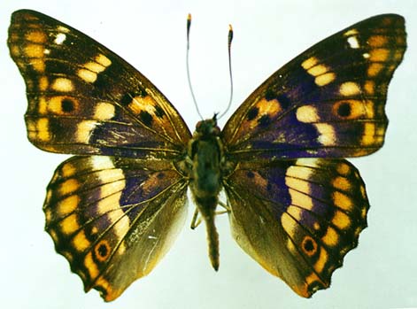 Apatura metis substituta, male, color image