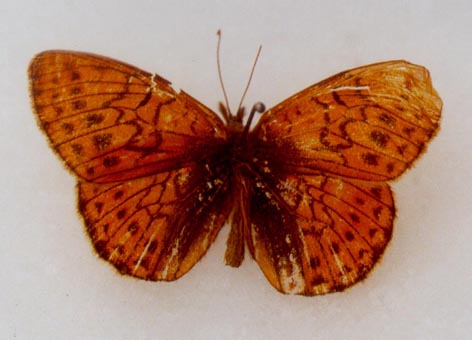 Boloria napaea vinokurovi, holotype, color image