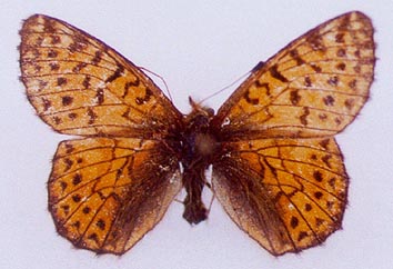 Boloria pales rilaensis, color image