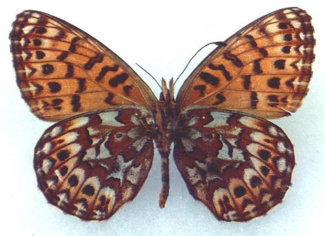 Clossiana tritonia ershovi, color image