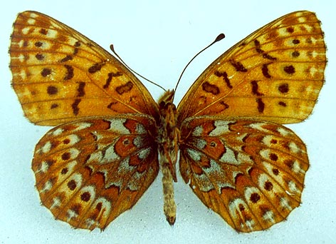 Clossiana tritonia suntara, color image