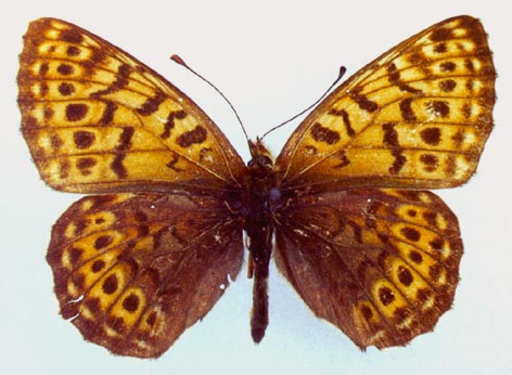 Clossiana tritonia suntara, color image