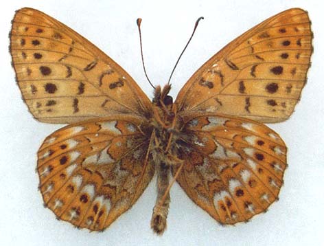 Clossiana tritonia suntara, color image