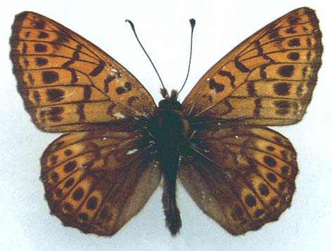 Clossiana tritonia suntara, color image