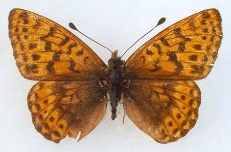 Clossiana tritonia machati, holotype, color image