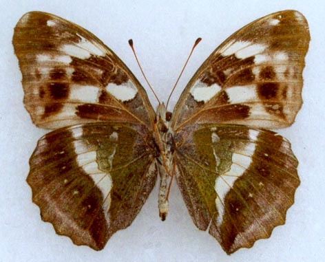 Damora sagana relicta, color image