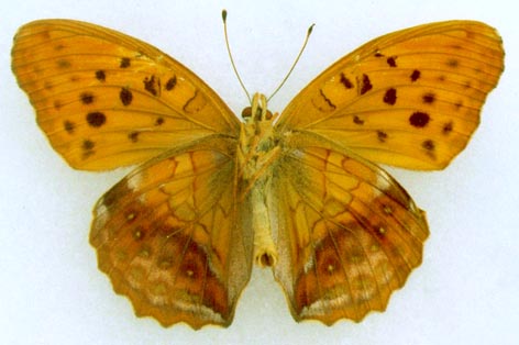 Damora sagana relicta, color image