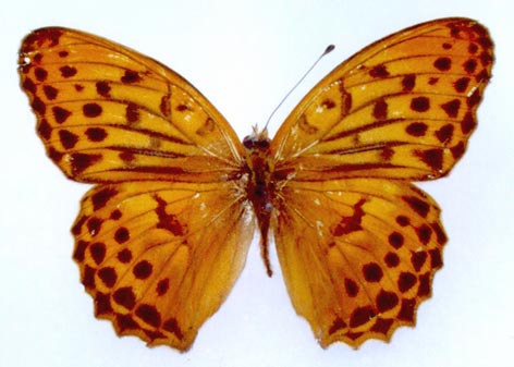 Damora sagana relicta, color image