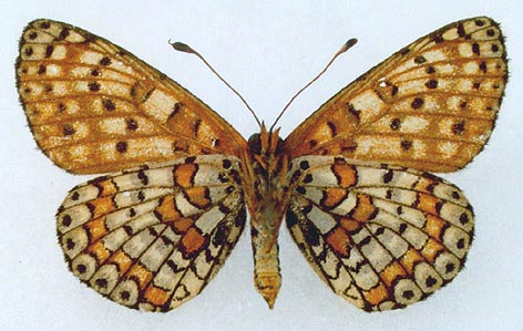 Melitaea latonigena ukoka, allotype, color image