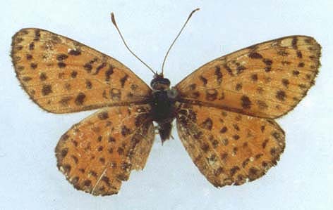 Melitaea trivia singularia, holotype, color image