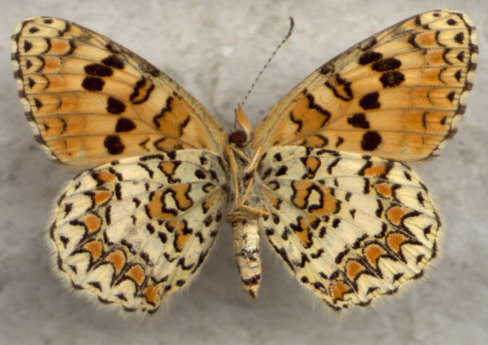 Melitaea turkmanica, female underside, color image