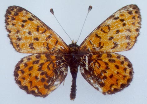 Melitaea uvarovi, color image