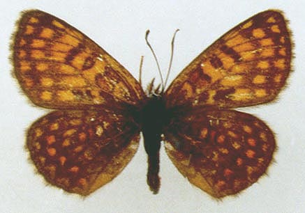 Mellicta athalia hyperborea, color image