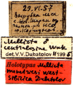 Holotype labels, color image