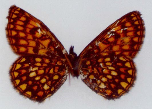 Mellicta plotina standeli, holotype, color image