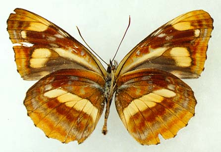 Neptis tshetverikovi, color image