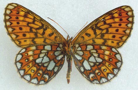 Proclossiana eunomia riamia, allotype, color image