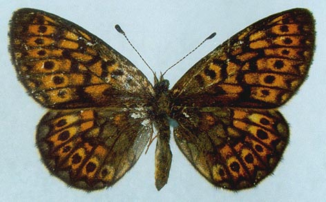 Proclossiana eunomia riamia, color image