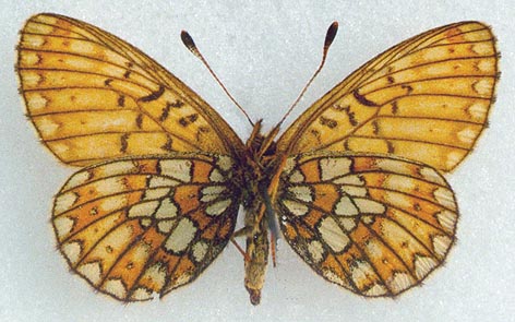 Proclossiana eunomia stromi, color image