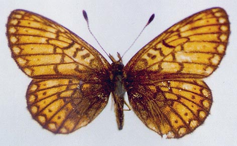 Proclossiana eunomia stromi, color image