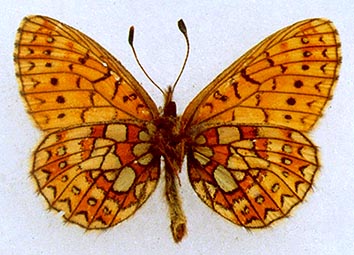 Proclossiana eunomia stromi, color image