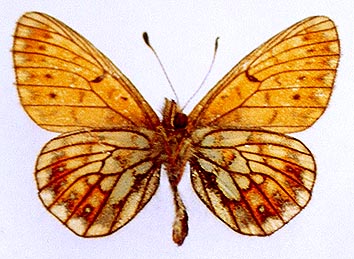 Proclossiana eunomia stromi, color image