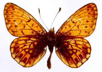 Proclossiana eunomia stromi, color image