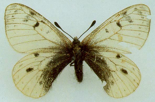 Parnassius ammosovi, holotype, color image