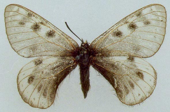 Parnassius ammosovi, paratype, color image