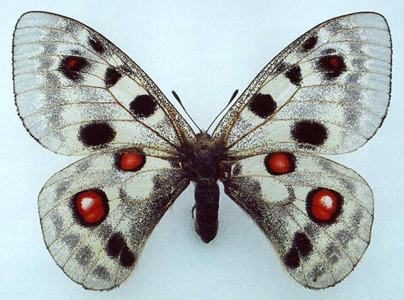 Parnassius apollo alpherakyi, color image