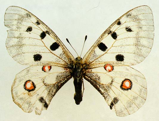 Parnassius apollo hesebolus, female, color image