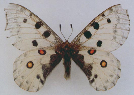 Hybrid, color image