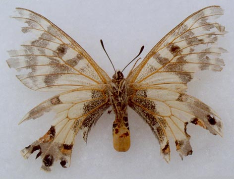 Parnassius charltonius anjuta, paratype, color image