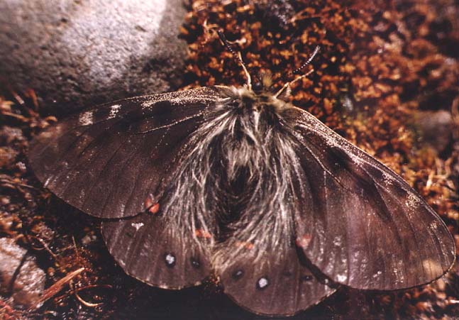 Parnassius delphius in nature, color image