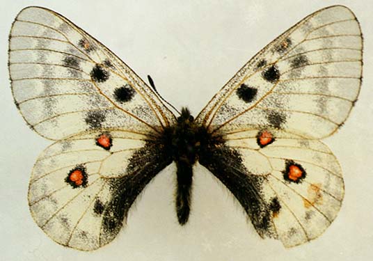 Parnassius phoebus sedakovi, female, color image