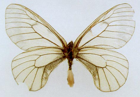 Parnassius stubbendorffii kosterini, color image