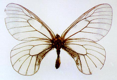 Parnassius stubbendorffii kosterini, color image