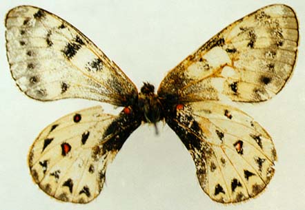 Parnassius tenedius, female, color image