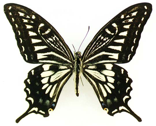 Sinoprinceps xuthus, male, color image