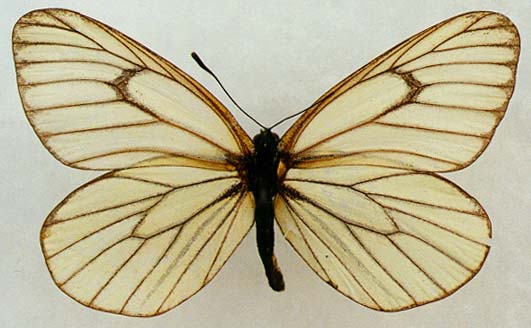 Aporia hippia occidentalis, color image